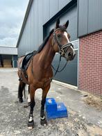 Verzorg/bijrijd paard aangeboden