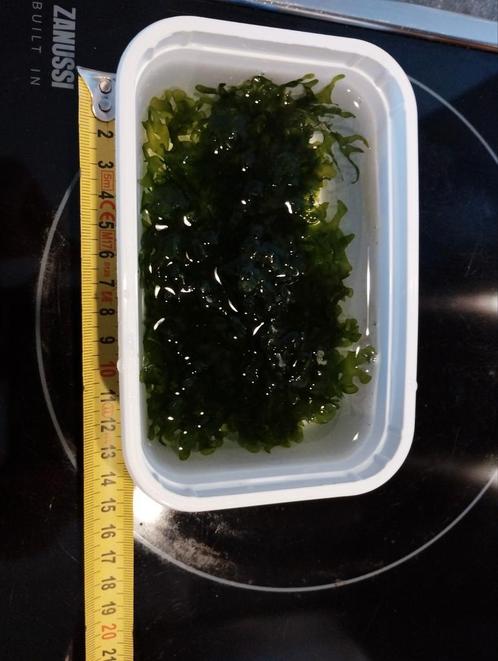 Monosolenium tenerum – Levermos, Dieren en Toebehoren, Vissen | Aquariumvissen, Vis