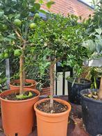 Diverse fruitboompjes: sinaasappel, kumquat, citroenkaviaar, Ophalen, 100 tot 250 cm, Lente