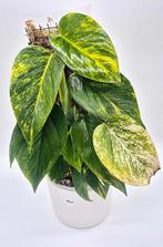 Scindapsus aureum, Ophalen of Verzenden, Overige soorten, Minder dan 100 cm