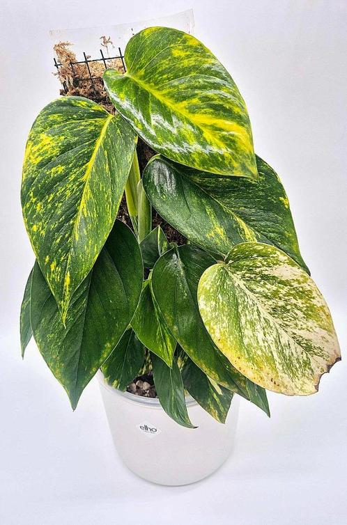 Scindapsus aureum, Huis en Inrichting, Kamerplanten, Overige soorten, Minder dan 100 cm, Ophalen of Verzenden