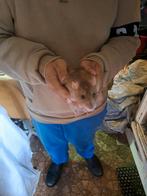 1 tamme rat te koop van een 1 jaar + spullen, Rat, Mannelijk, November, Tam