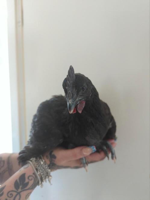 Ayam Cemani hanen, Dieren en Toebehoren, Pluimvee, Kip, Mannelijk