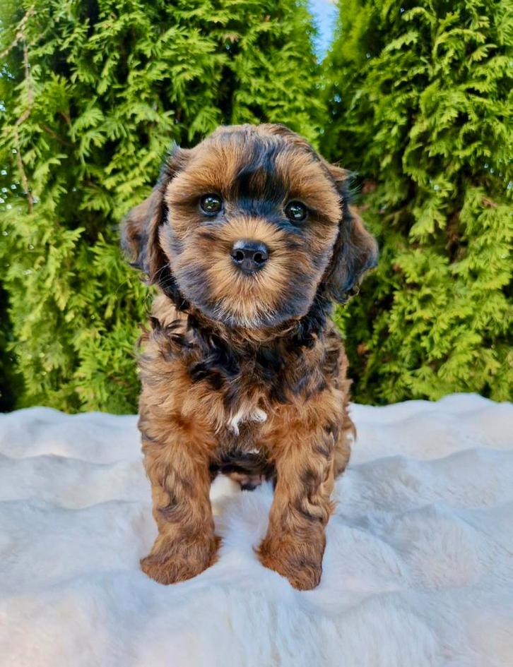 Prachtige boomer x toy poedel pups, Dieren en Toebehoren, Honden | Chihuahua's en Gezelschapshonden, Reu, Overige rassen, Fokker | Professioneel