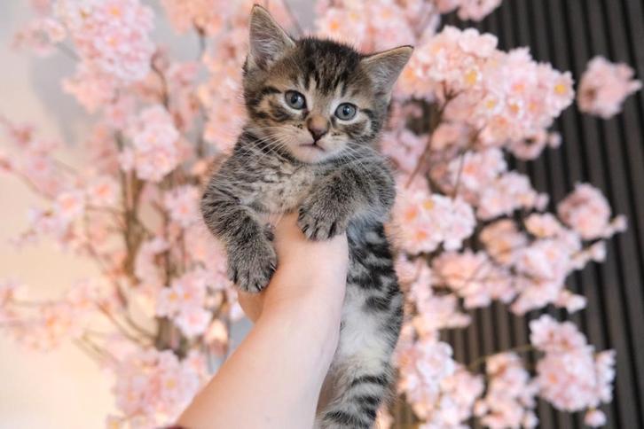 Kittens, Dieren en Toebehoren, Katten en Kittens | Raskatten | Korthaar, Meerdere dieren