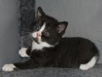 Laatste kruising britse korthaar poesje, Dieren en Toebehoren, Katten en Kittens | Overige Katten, Poes