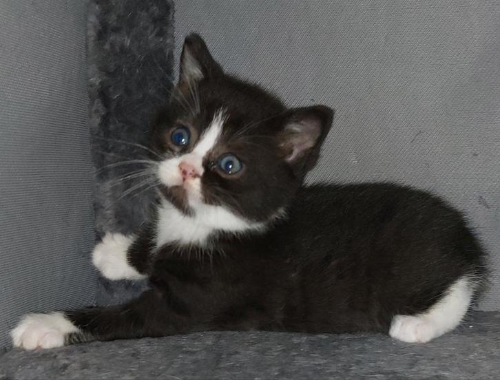 Laatste kruising britse korthaar poesje, Dieren en Toebehoren, Katten en Kittens | Overige Katten, Poes
