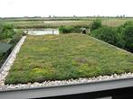 Sedum dak gezocht, Tuin en Terras, Planten | Tuinplanten, Ophalen, Zomer, Bodembedekkers, Volle zon