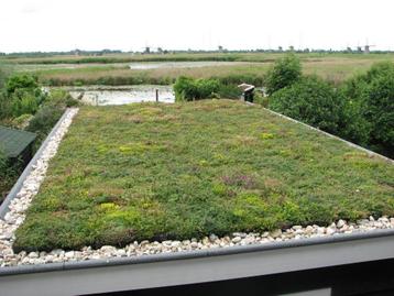 Sedum dak gezocht beschikbaar voor biedingen