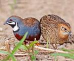 Chinese dwergkwartels hanen en hennen, Dieren en Toebehoren, Meerdere dieren, Tropenvogel
