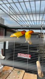 Agapornis koppel lutino, Dieren en Toebehoren, Vogels | Parkieten en Papegaaien, Meerdere dieren, Dwergpapegaai of Agapornis