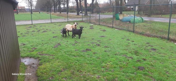 Barbados blackbelly schapen, Dieren en Toebehoren, Schapen, Geiten en Varkens, Schaap, Meerdere dieren