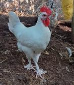Jonge marans haan wit groot ras, Dieren en Toebehoren, Geslacht onbekend, Kip
