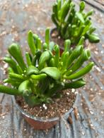 Crassula ovata. dheli, Ophalen of Verzenden, Overige soorten, Volle zon