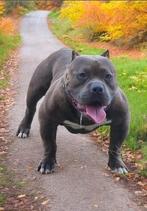 American bully pocket dekreu, Particulier, Reu, 1 tot 2 jaar, Buitenland