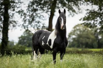 Barockpinto dekhengst  beschikbaar voor biedingen