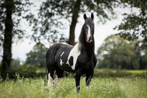Barockpinto dekhengst, Dieren en Toebehoren, Paarden en Pony's | Dekhengsten en Fokmerries, Hengst