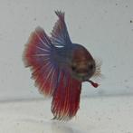 Betta splendens man 0I, Vis