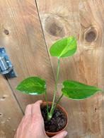 Monstera deliciosa variegata plant green gog mint large form, Huis en Inrichting, Ophalen of Verzenden, Halfschaduw, Minder dan 100 cm