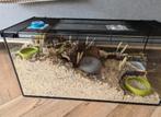 Terrarium / aquarium / hamsterkooi met toebehoren, Dieren en Toebehoren, Knaagdieren en Konijnen | Hokken en Kooien, Minder dan 60 cm