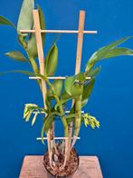 Orchidee Dendrobium Amethystoglossum p12 (2), Ophalen of Verzenden, Halfschaduw, Minder dan 100 cm