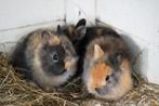 Baby konijnetjes, Meerdere dieren, Overige typen, Tam, September