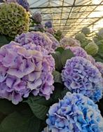 Hortensia tuinplant in 20 liter pot te koop , 5 euro !, Ophalen, Overige soorten, Halfschaduw