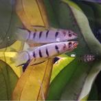 Epiplatys dageti, Dieren en Toebehoren, Vissen | Aquariumvissen, Vis