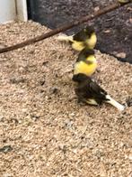 Glosters, Dieren en Toebehoren, Vogels | Kanaries, Meerdere dieren