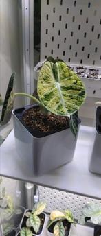 Alocasia Ninja tricolor variegata, Huis en Inrichting, Kamerplanten, Ophalen of Verzenden, Minder dan 100 cm