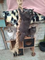 Hypoallergeen Neva Masquerade en Siberische kittens, Dieren en Toebehoren, Katten en Kittens | Raskatten | Langhaar, Meerdere dieren