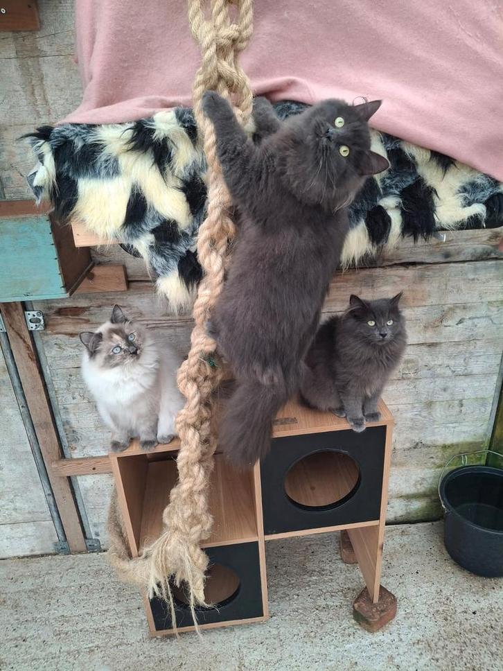 Hypoallergeen Neva Masquerade en Siberische kittens, Dieren en Toebehoren, Katten en Kittens | Raskatten | Langhaar, Meerdere dieren