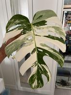 Monstera albo variegata stekje, Overige soorten, Minder dan 100 cm, Groene kamerplant, Halfschaduw