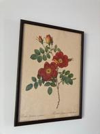 Oude botanische prent - Rosa Eglanteria, Antiek en Kunst, Ophalen of Verzenden