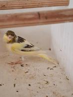 Te Koop 2024/2025 6x Kanarie Pop, Dieren en Toebehoren, Vogels | Kanaries, Vrouwelijk, Kleurkanarie