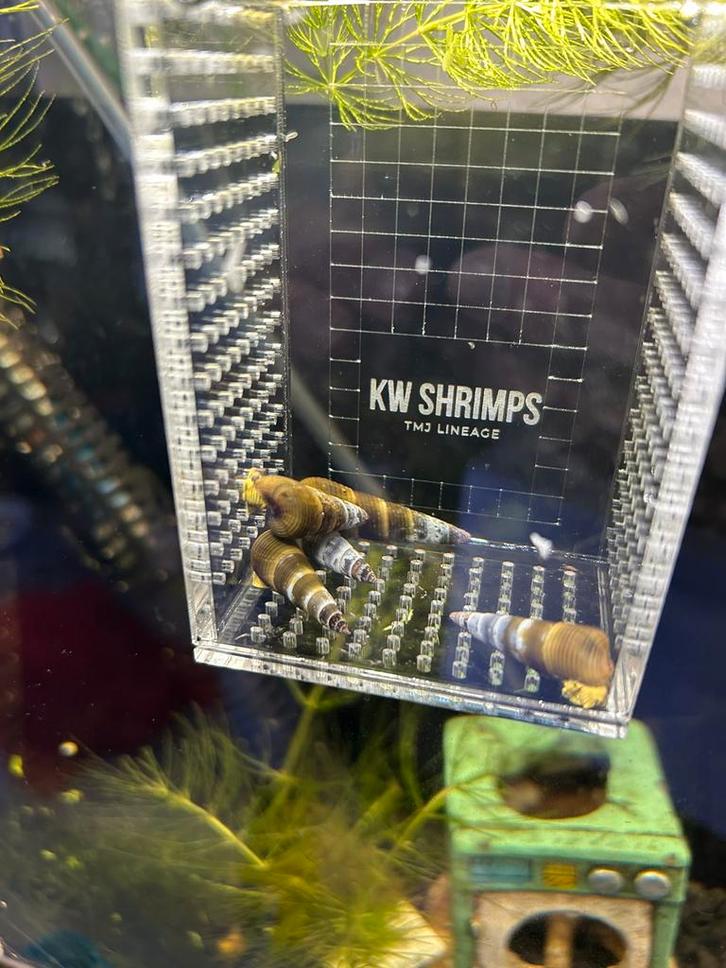 divereSulawesi Tylomelania Aquarium Slak, Dieren en Toebehoren, Vissen | Aquariumvissen, Slak of Weekdier