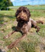 Medium bruine labradoodle dekreu (volledig getest), Reu, CDV (hondenziekte), 1 tot 2 jaar, Eén hond