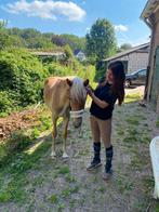 verzorgster aangeboden!, Dieren en Toebehoren, Paarden en Pony's | Overige Paardenspullen, Ophalen of Verzenden