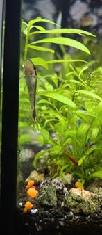 Complete Juwel lido 120 inclusief onderkast, Dieren en Toebehoren, Vissen | Aquaria en Toebehoren, Ophalen of Verzenden, Zo goed als nieuw