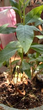 Biologische Buddleja Vlinderstruik paars 4 stuks, Tuin en Terras, Planten | Tuinplanten, Ophalen of Verzenden, Zomer, Overige soorten