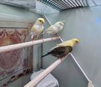 Kanaries, Dieren en Toebehoren, Vogels | Kanaries, Meerdere dieren, Zangkanarie
