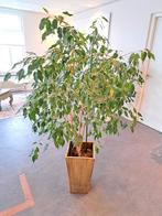 Grote Kamerplant Ficus benjaminium 180 cm, Huis en Inrichting, Kamerplanten, Ophalen
