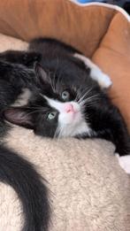 Kittens 4 maanden, Dieren en Toebehoren, Kater