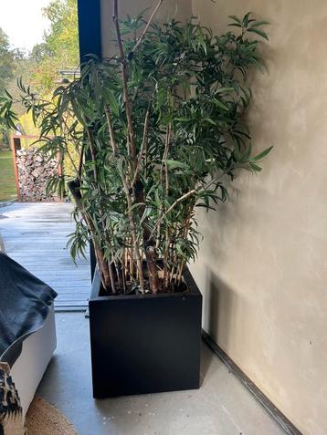 Kunstplant bamboe groot beschikbaar voor biedingen