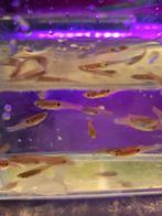 Endler japan blue guppen, Vis