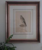 Ingelijste grote litho grauwe kiekendief roofvogel antiek, Antiek en Kunst, Kunst | Litho's en Zeefdrukken, Ophalen