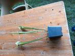 Te koop vleesetende trompetbekerplanten, Tuin en Terras, Planten | Tuinplanten, Ophalen of Verzenden, Zomer, Volle zon