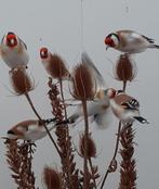 2 Mooie onverwante koppels wildkleur majoor putters uit 2025, Meerdere dieren, Wildzangvogel, Geringd