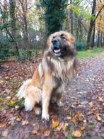 Ter dekking: Leonberger x Pyrenese berghond dekreu, Reu, HCC (leverziekte), Eén hond, 3 tot 5 jaar
