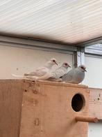 Diamant duiven, Dieren en Toebehoren, Meerdere dieren, Parkiet